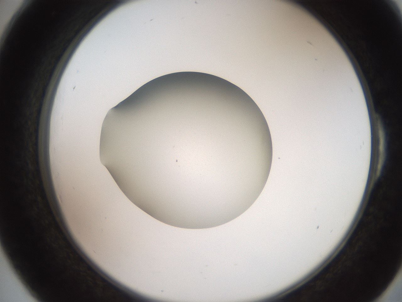 folderID258_plateID2258_batchID10333_wellNum54_profileID1_d2_r156909_ef.jpg