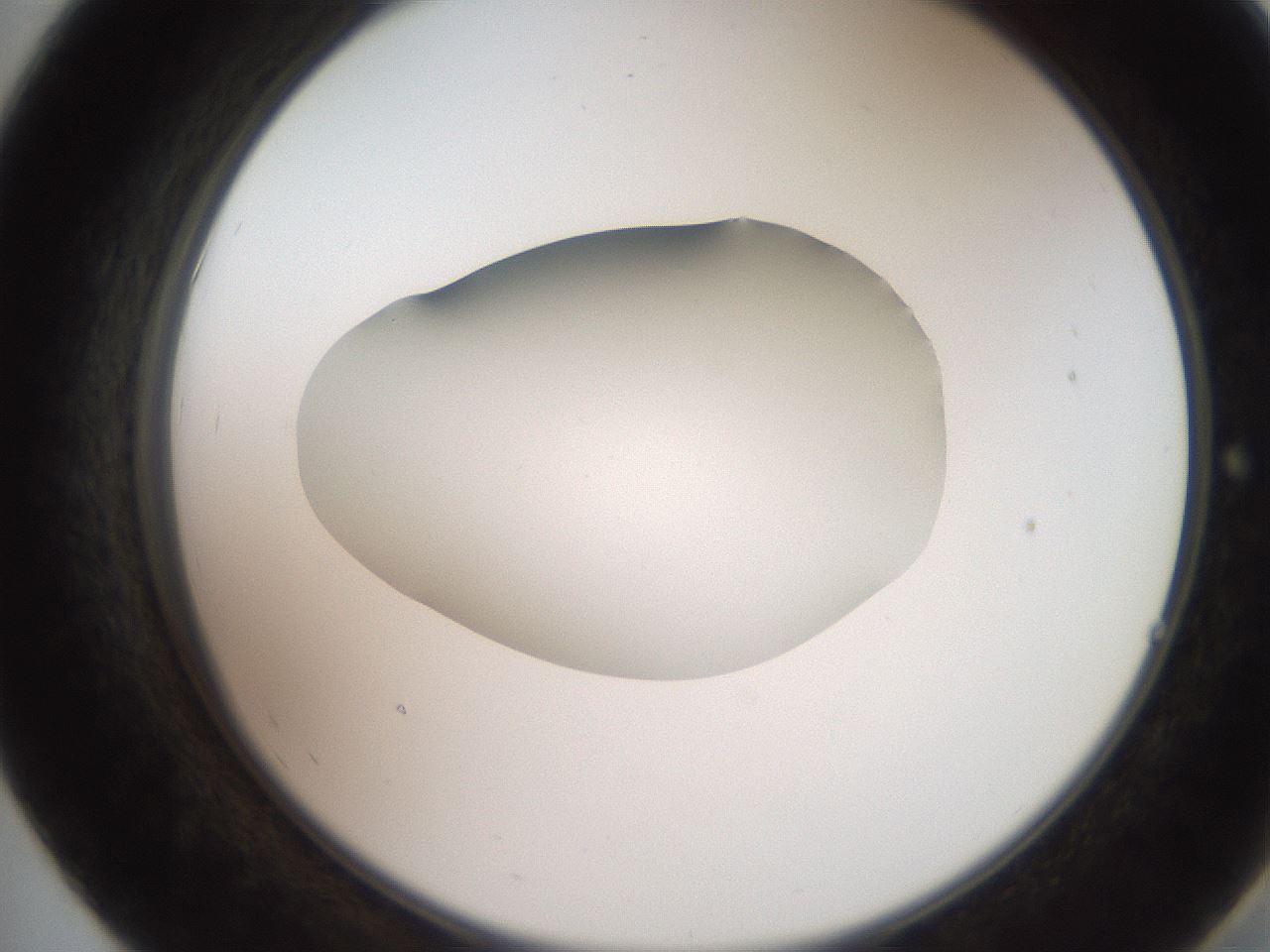 folderID258_plateID2258_batchID10333_wellNum55_profileID1_d2_r156911_ef.jpg