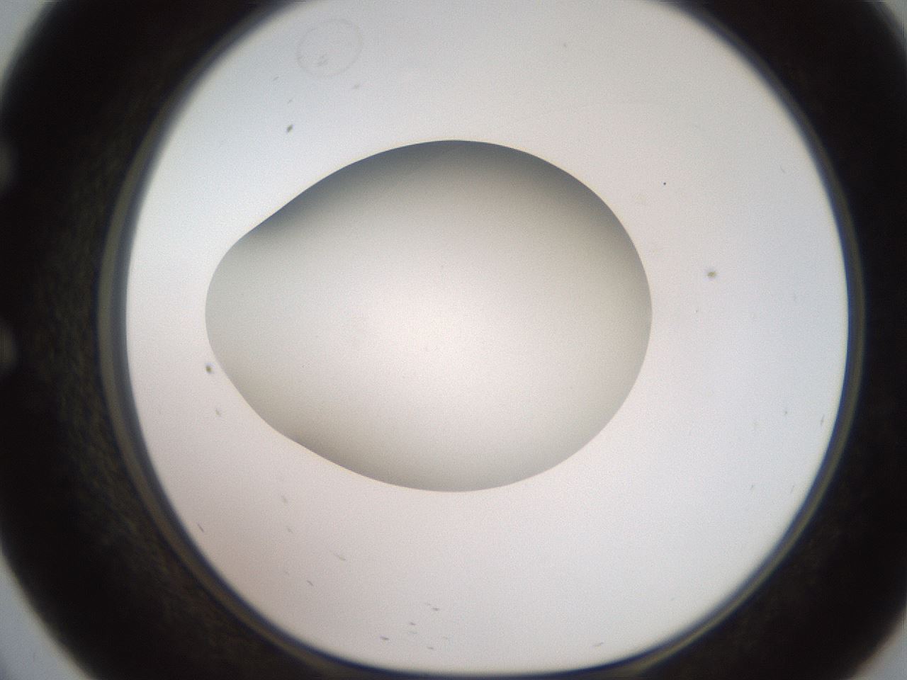 folderID258_plateID2258_batchID10333_wellNum57_profileID1_d1_r156914_ef.jpg