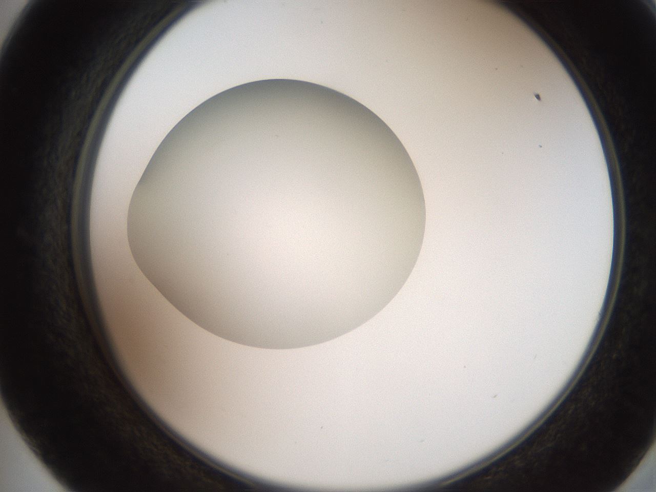 folderID258_plateID2258_batchID10333_wellNum57_profileID1_d2_r156915_ef.jpg