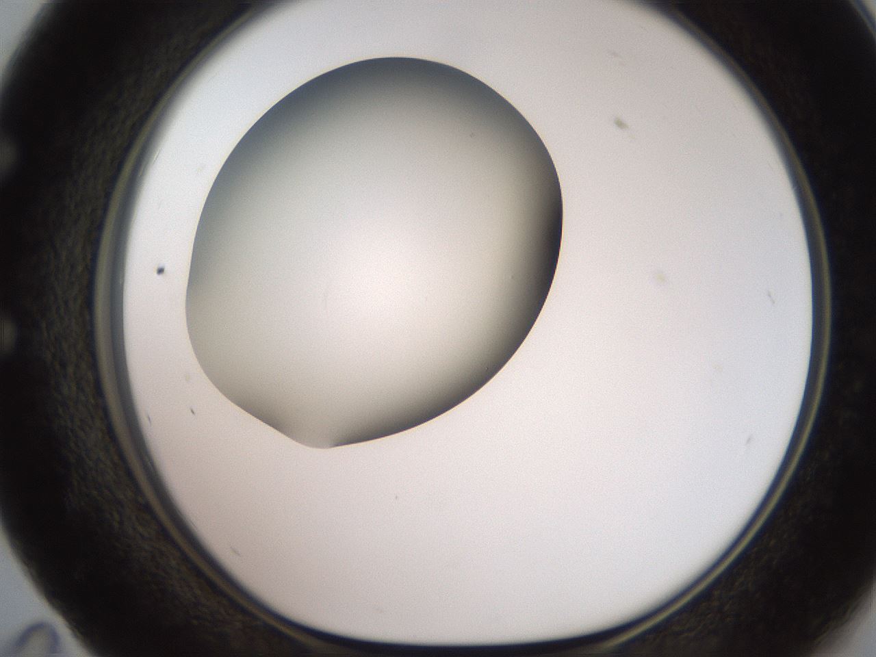 folderID258_plateID2258_batchID10333_wellNum59_profileID1_d1_r156918_ef.jpg