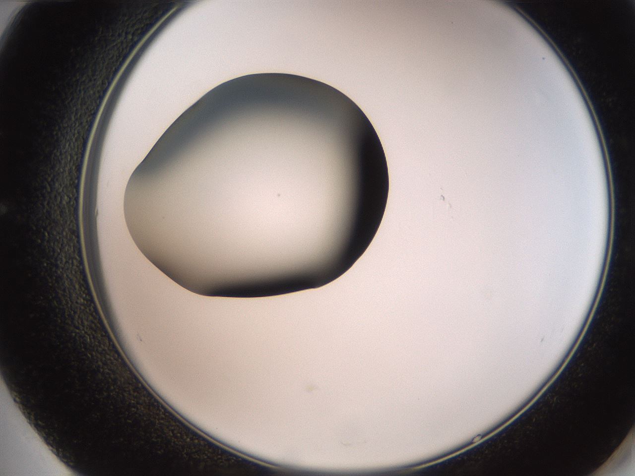 folderID258_plateID2258_batchID10333_wellNum60_profileID1_d2_r156921_ef.jpg
