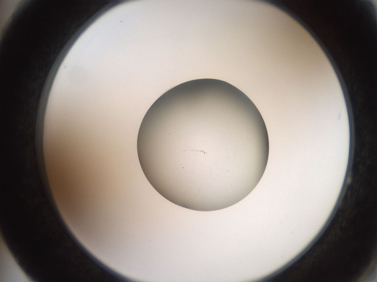 folderID258_plateID2258_batchID10333_wellNum64_profileID1_d2_r156929_ef.jpg