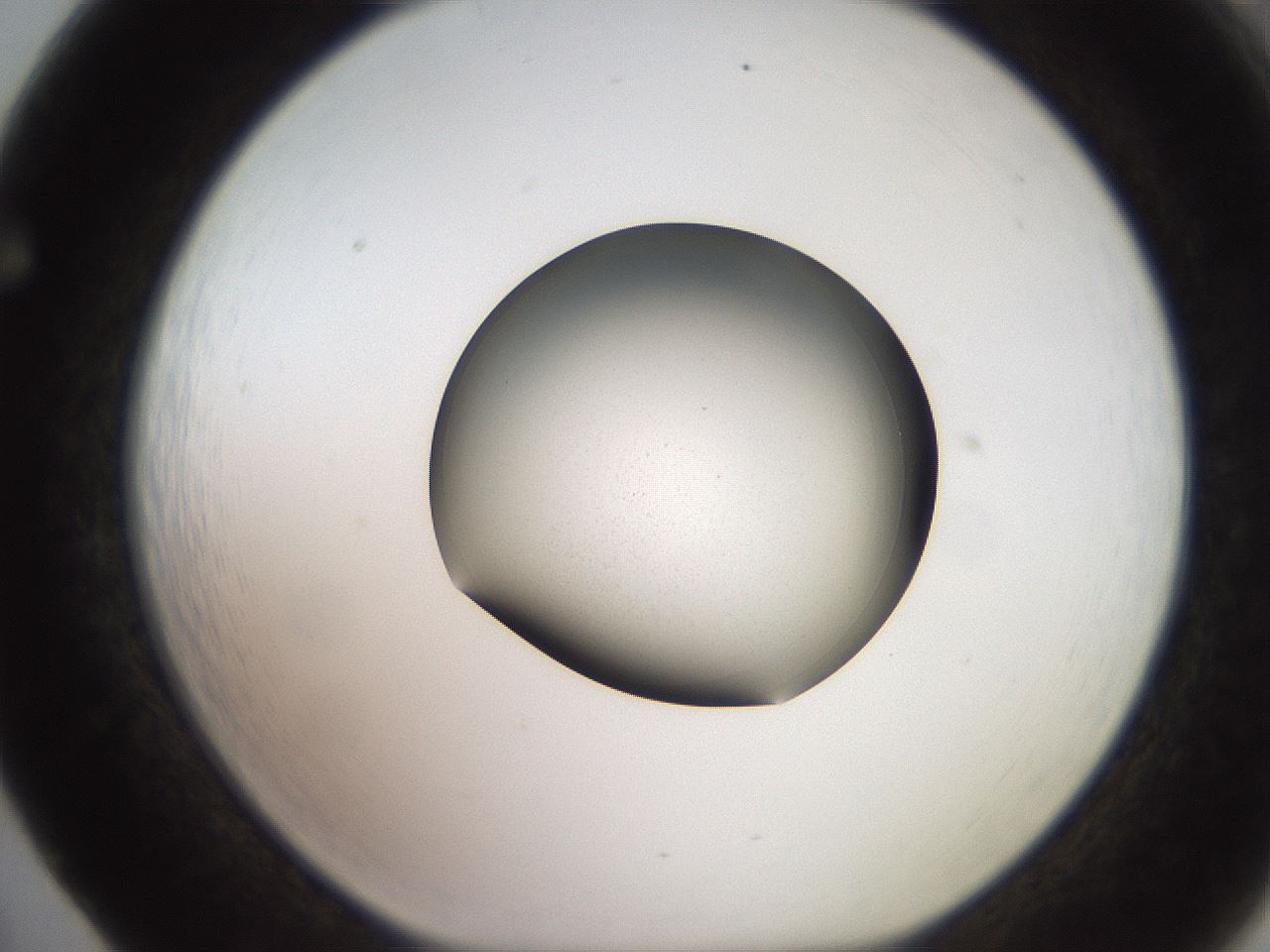 folderID258_plateID2258_batchID10333_wellNum65_profileID1_d1_r156930_ef.jpg