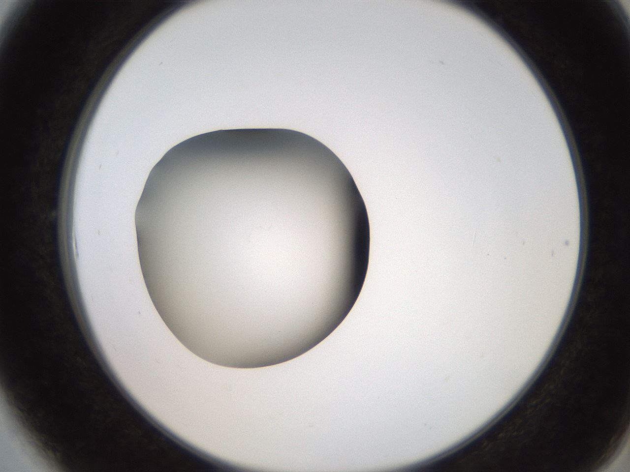 folderID258_plateID2258_batchID10333_wellNum6_profileID1_d2_r156813_ef.jpg
