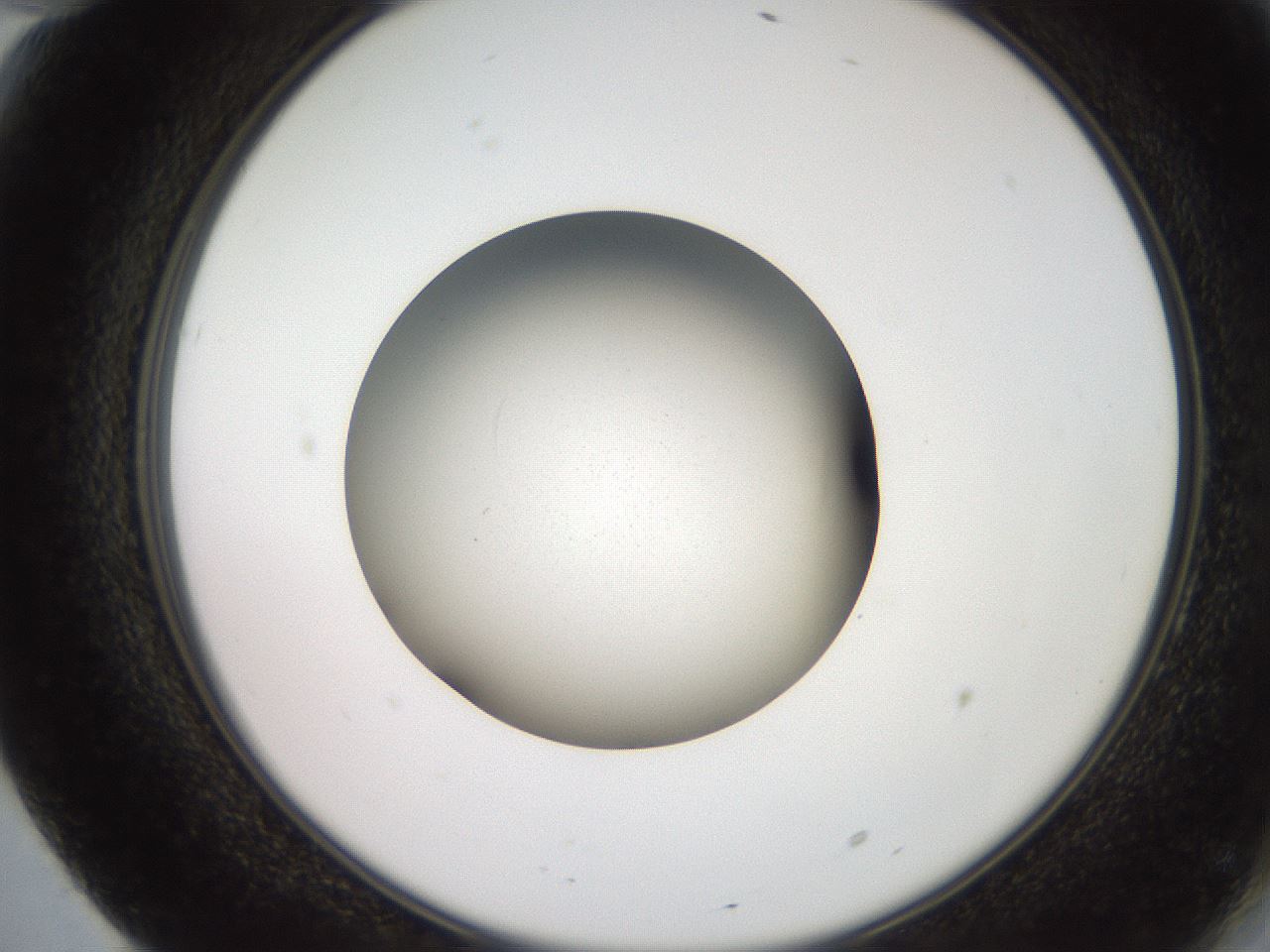 folderID258_plateID2258_batchID10333_wellNum70_profileID1_d2_r156941_ef.jpg