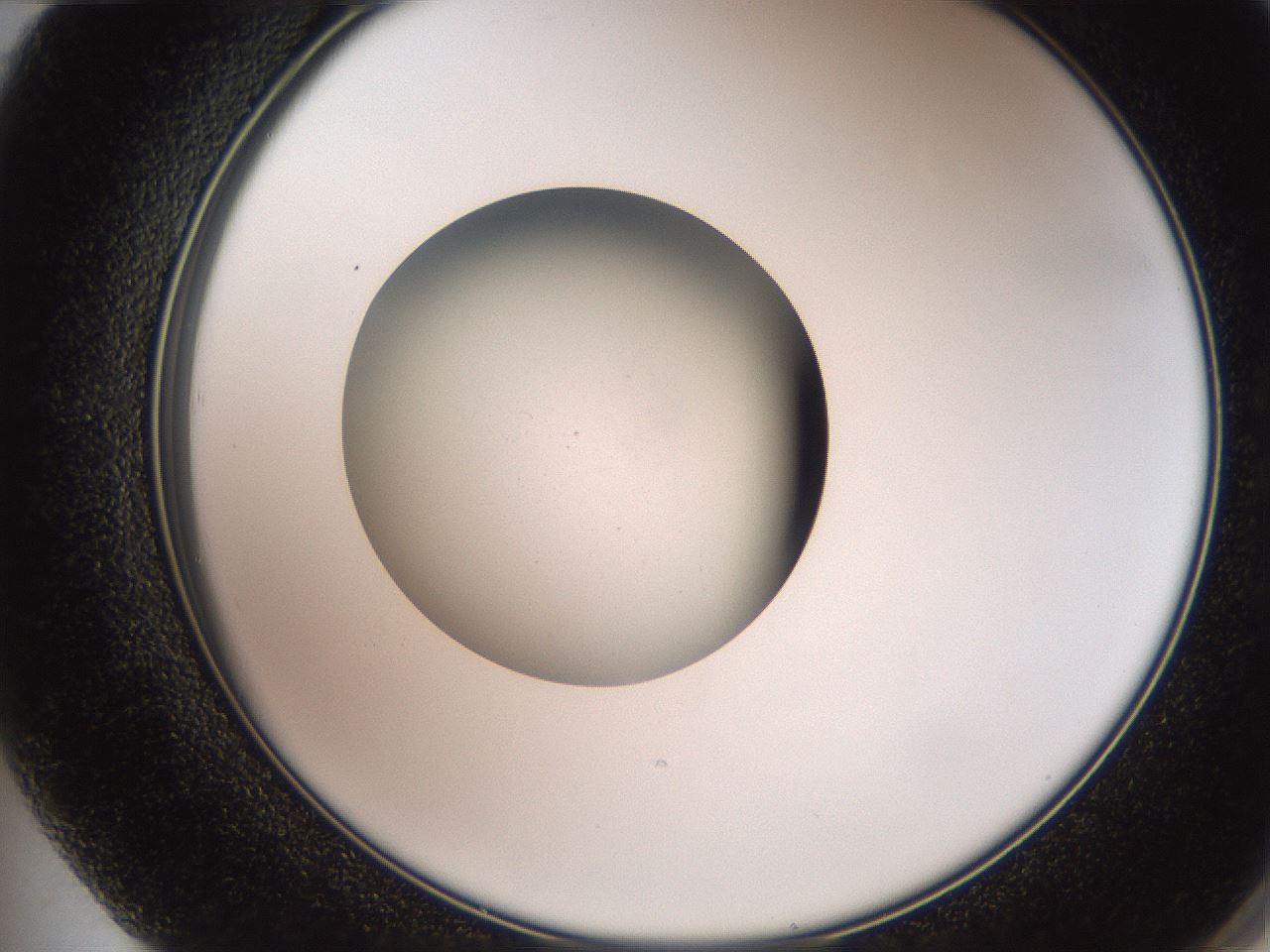 folderID258_plateID2258_batchID10333_wellNum72_profileID1_d2_r156945_ef.jpg