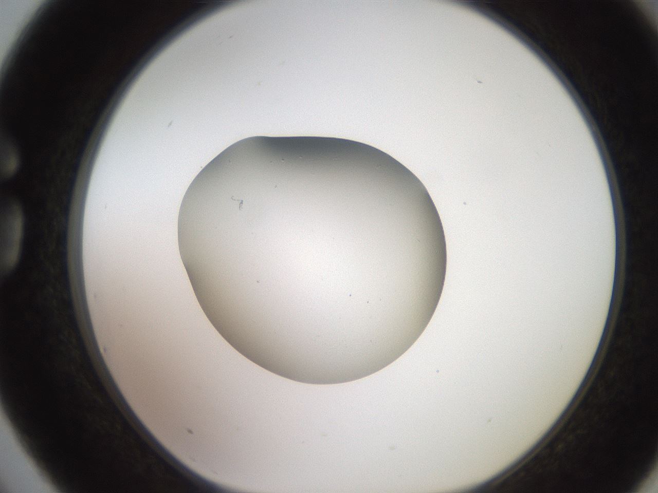 folderID258_plateID2258_batchID10333_wellNum75_profileID1_d1_r156950_ef.jpg