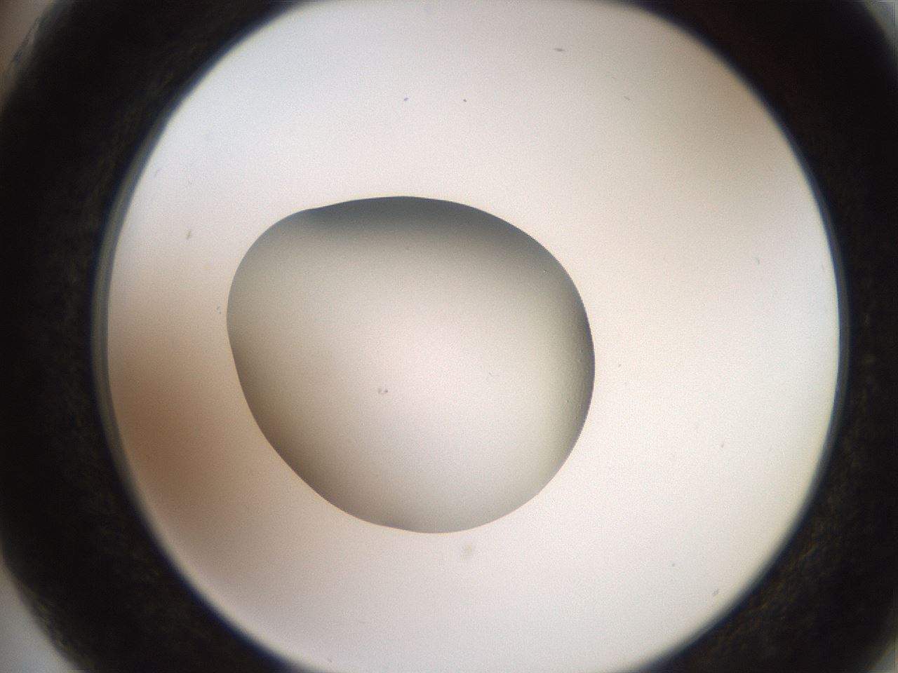 folderID258_plateID2258_batchID10333_wellNum75_profileID1_d2_r156951_ef.jpg