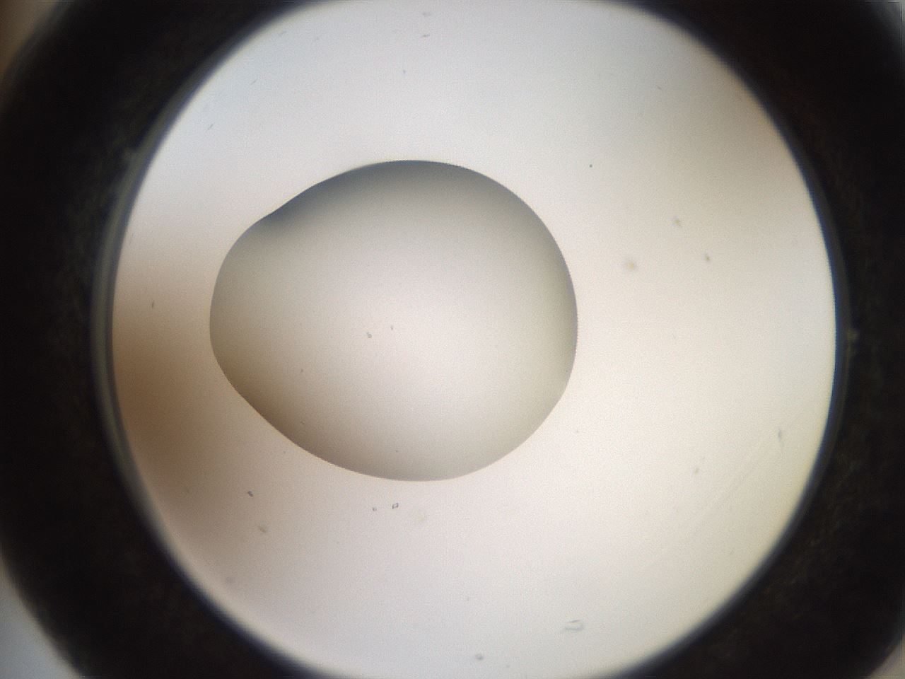 folderID258_plateID2258_batchID10333_wellNum77_profileID1_d2_r156955_ef.jpg