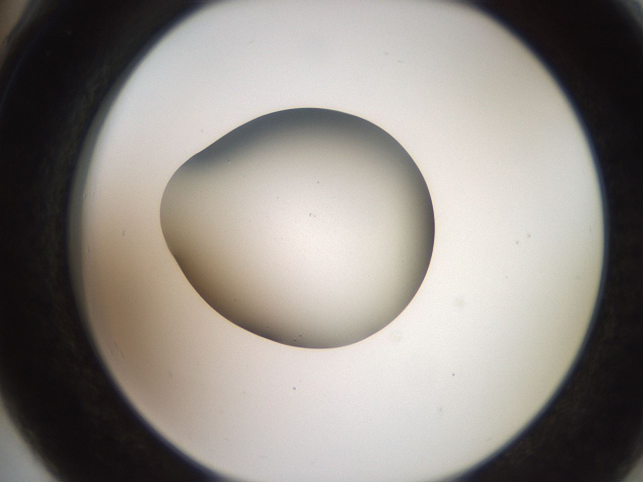 folderID258_plateID2258_batchID10333_wellNum78_profileID1_d2_r156957_ef.jpg