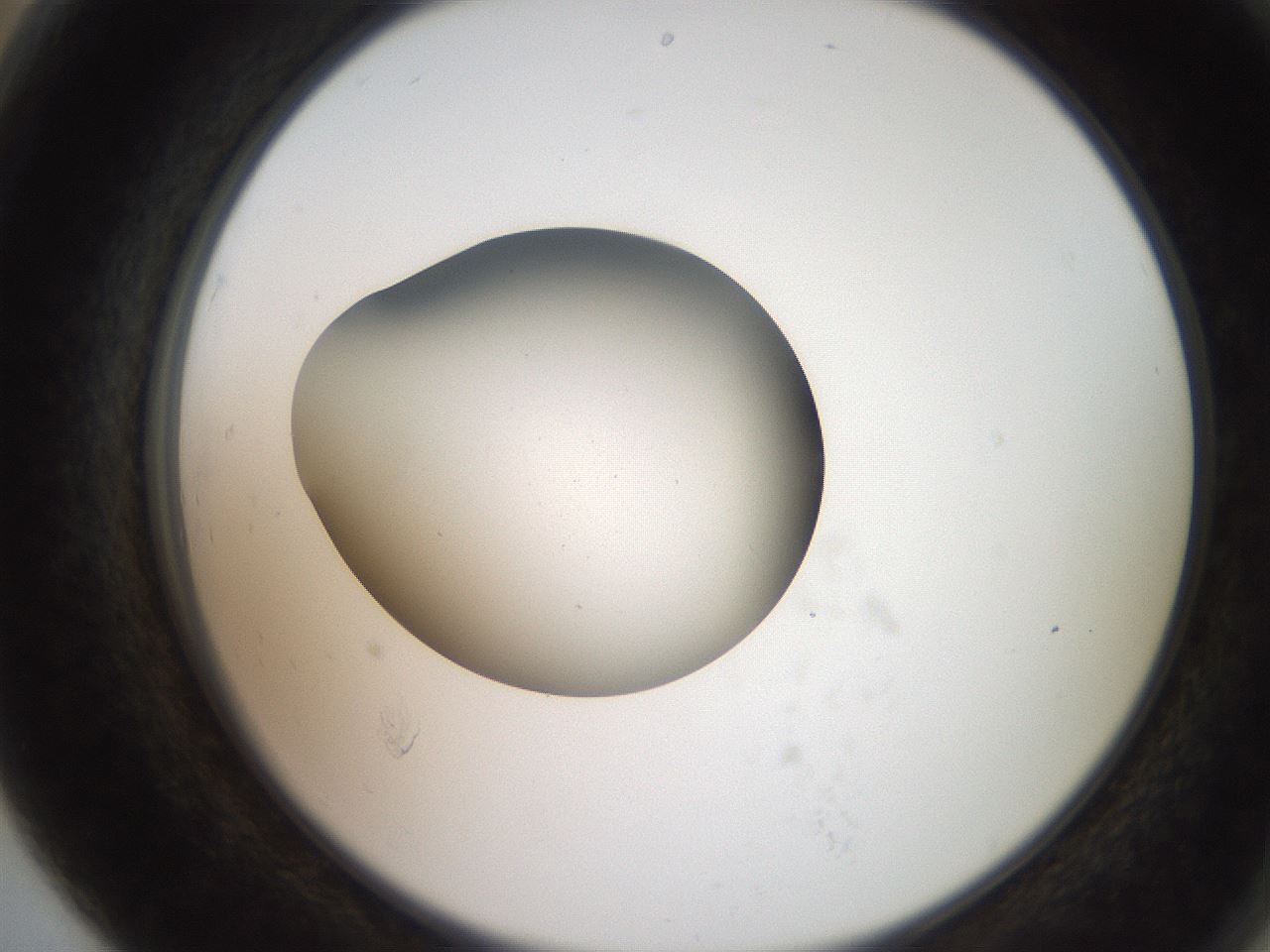 folderID258_plateID2258_batchID10333_wellNum79_profileID1_d2_r156959_ef.jpg