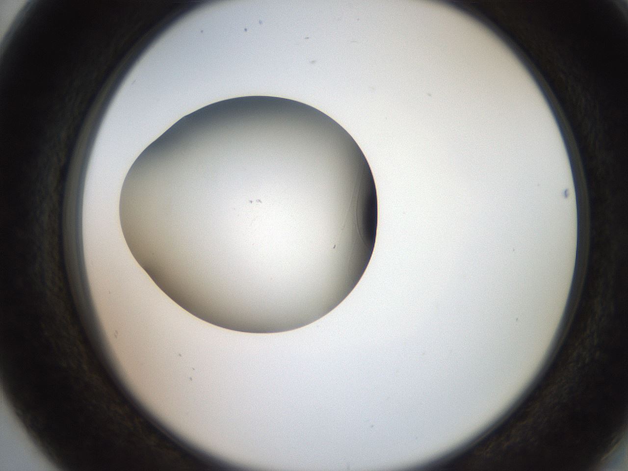folderID258_plateID2258_batchID10333_wellNum80_profileID1_d2_r156961_ef.jpg
