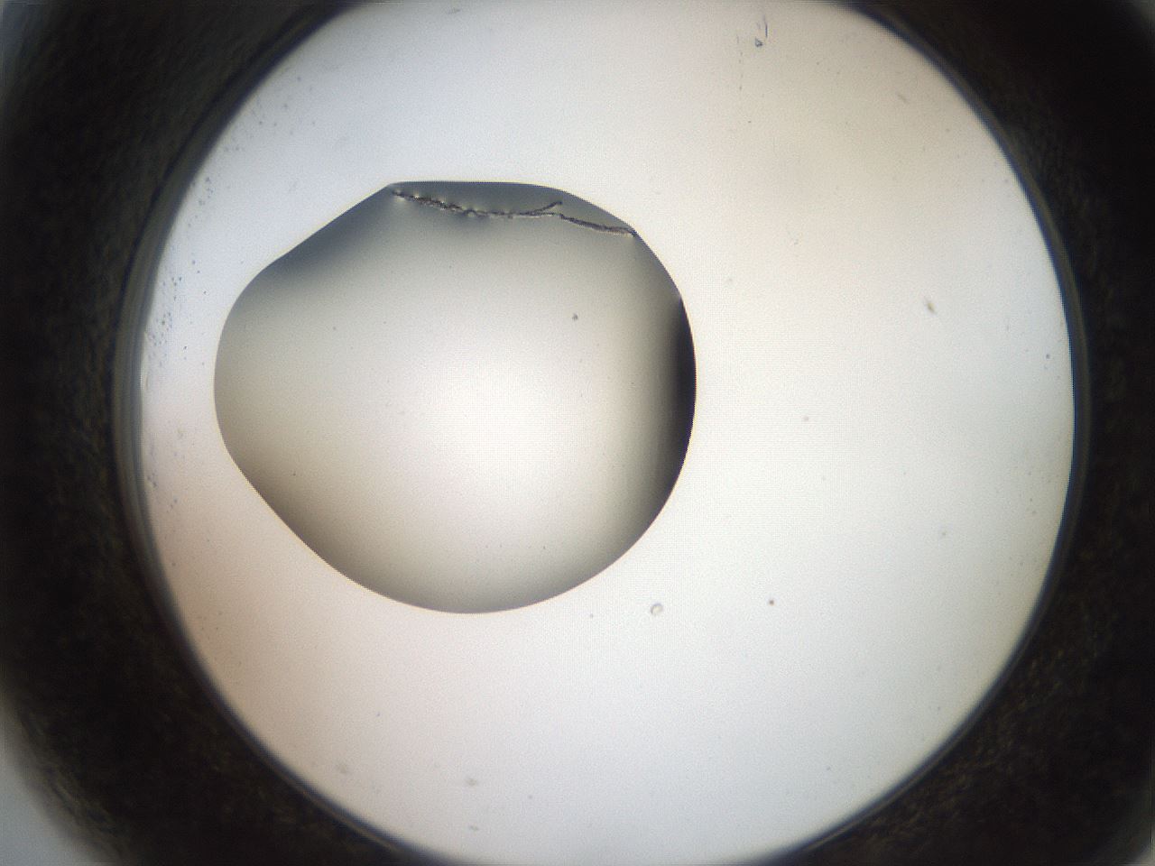 folderID258_plateID2258_batchID10333_wellNum81_profileID1_d2_r156963_ef.jpg