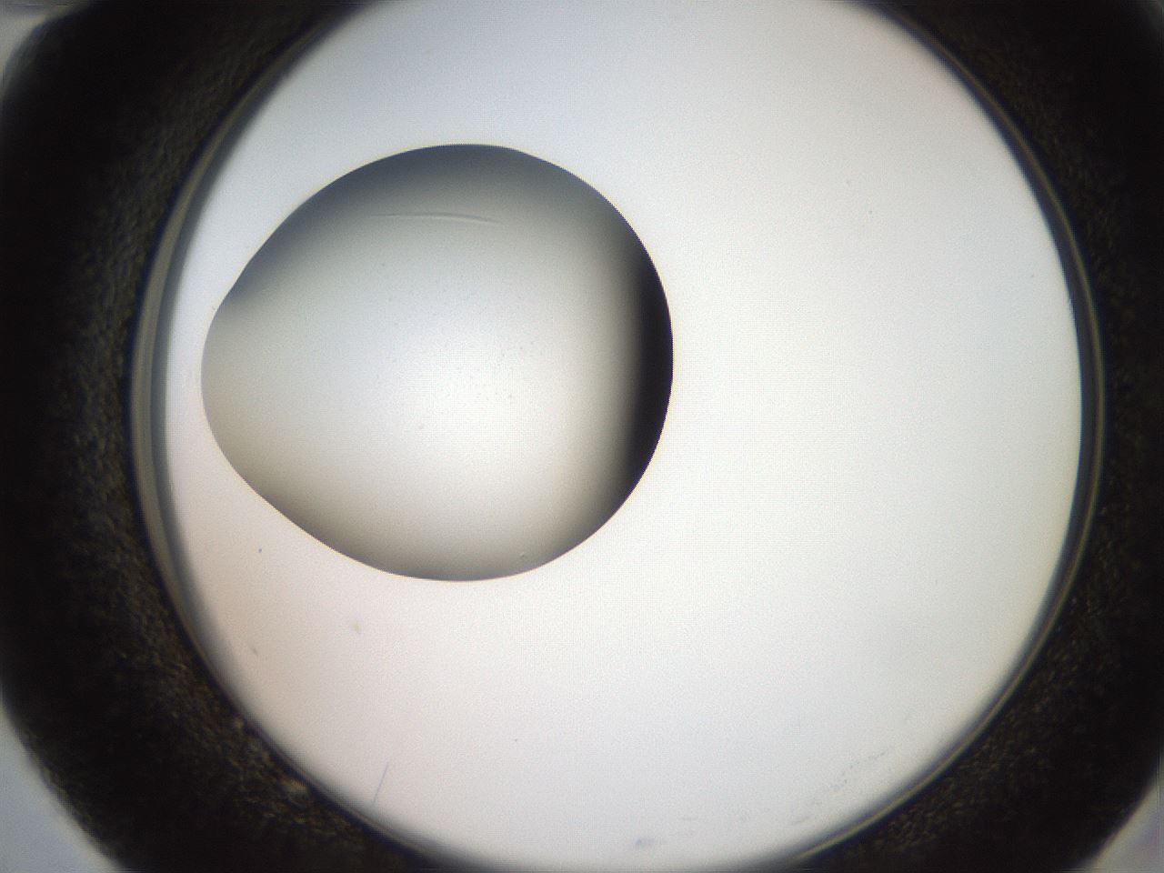 folderID258_plateID2258_batchID10333_wellNum82_profileID1_d2_r156965_ef.jpg