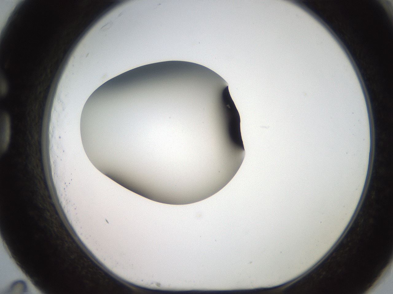 folderID258_plateID2258_batchID10333_wellNum83_profileID1_d1_r156966_ef.jpg