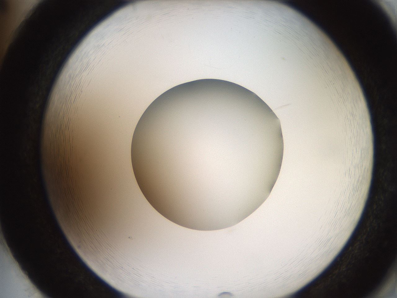 folderID258_plateID2258_batchID10333_wellNum86_profileID1_d2_r156973_ef.jpg