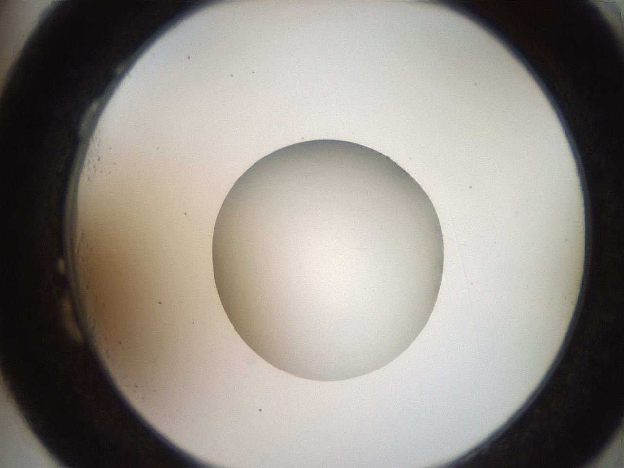 folderID258_plateID2258_batchID10333_wellNum87_profileID1_d2_r156975_ef.jpg