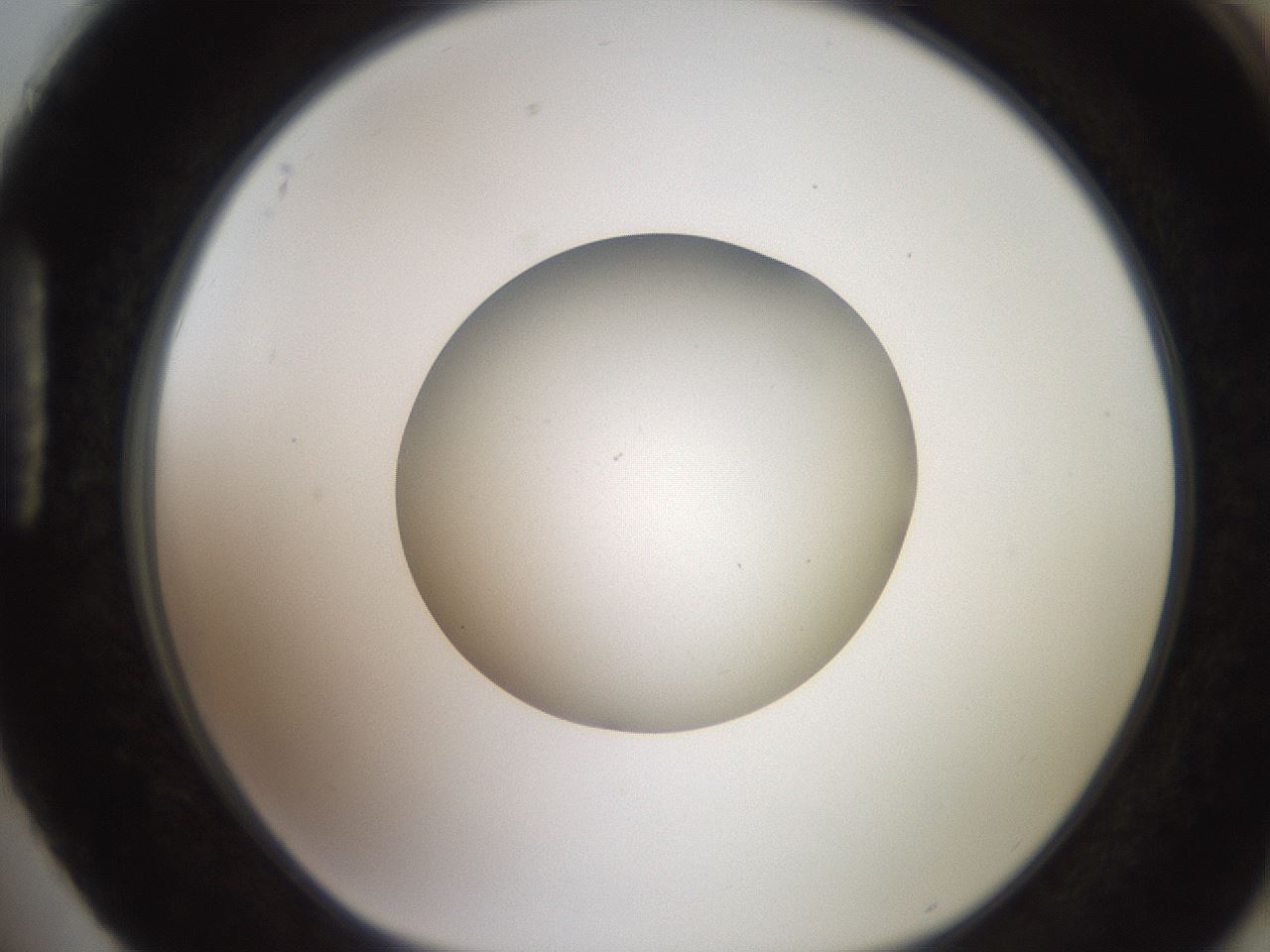 folderID258_plateID2258_batchID10333_wellNum88_profileID1_d1_r156976_ef.jpg