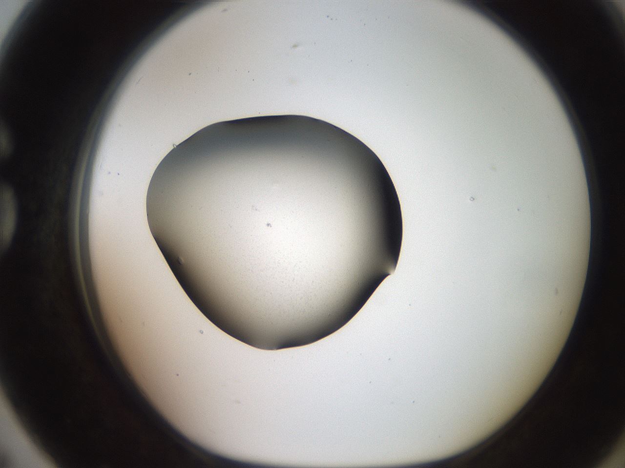 folderID258_plateID2258_batchID10333_wellNum79_profileID1_d1_r156958_ef.jpg