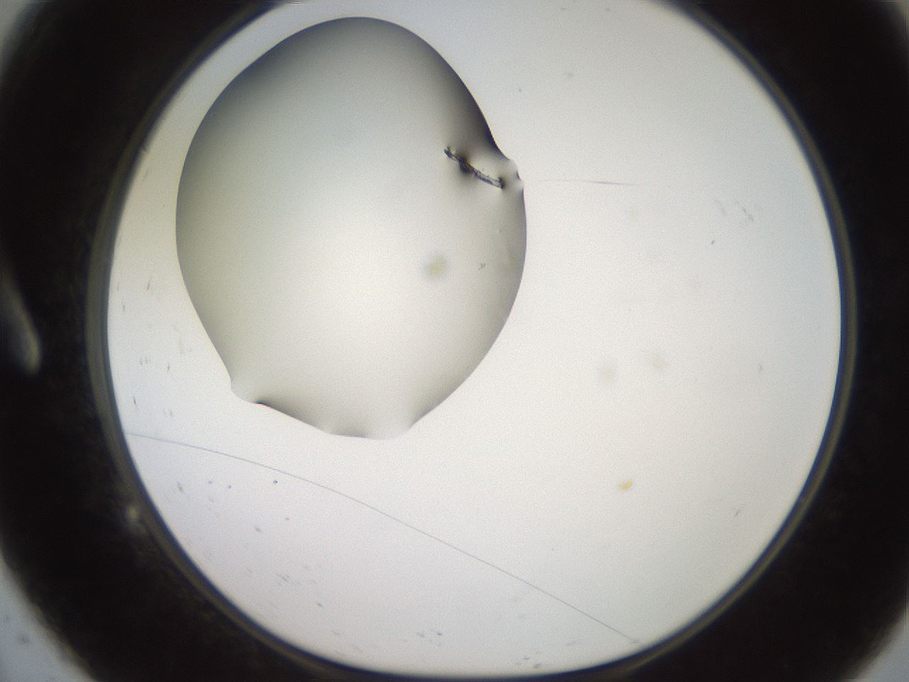folderID258_plateID2258_batchID10333_wellNum9_profileID1_d1_r156818_ef.jpg