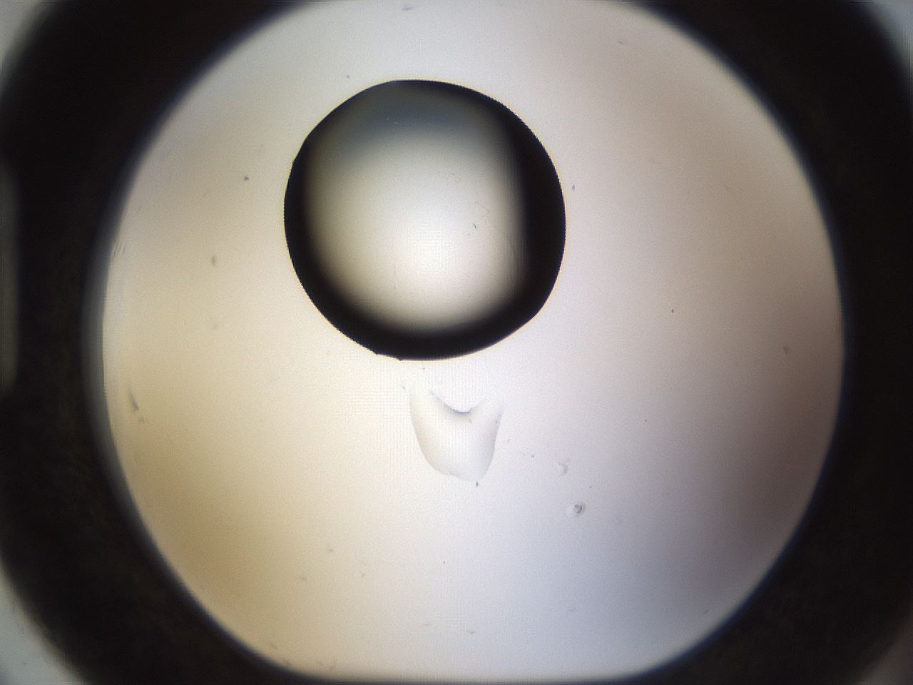 folderID259_plateID1259_batchID4130_wellNum91_profileID1_d1_r72850_ef.jpg