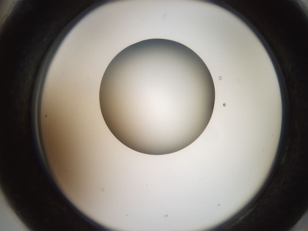folderID258_plateID2258_batchID10333_wellNum90_profileID1_d2_r156981_ef.jpg