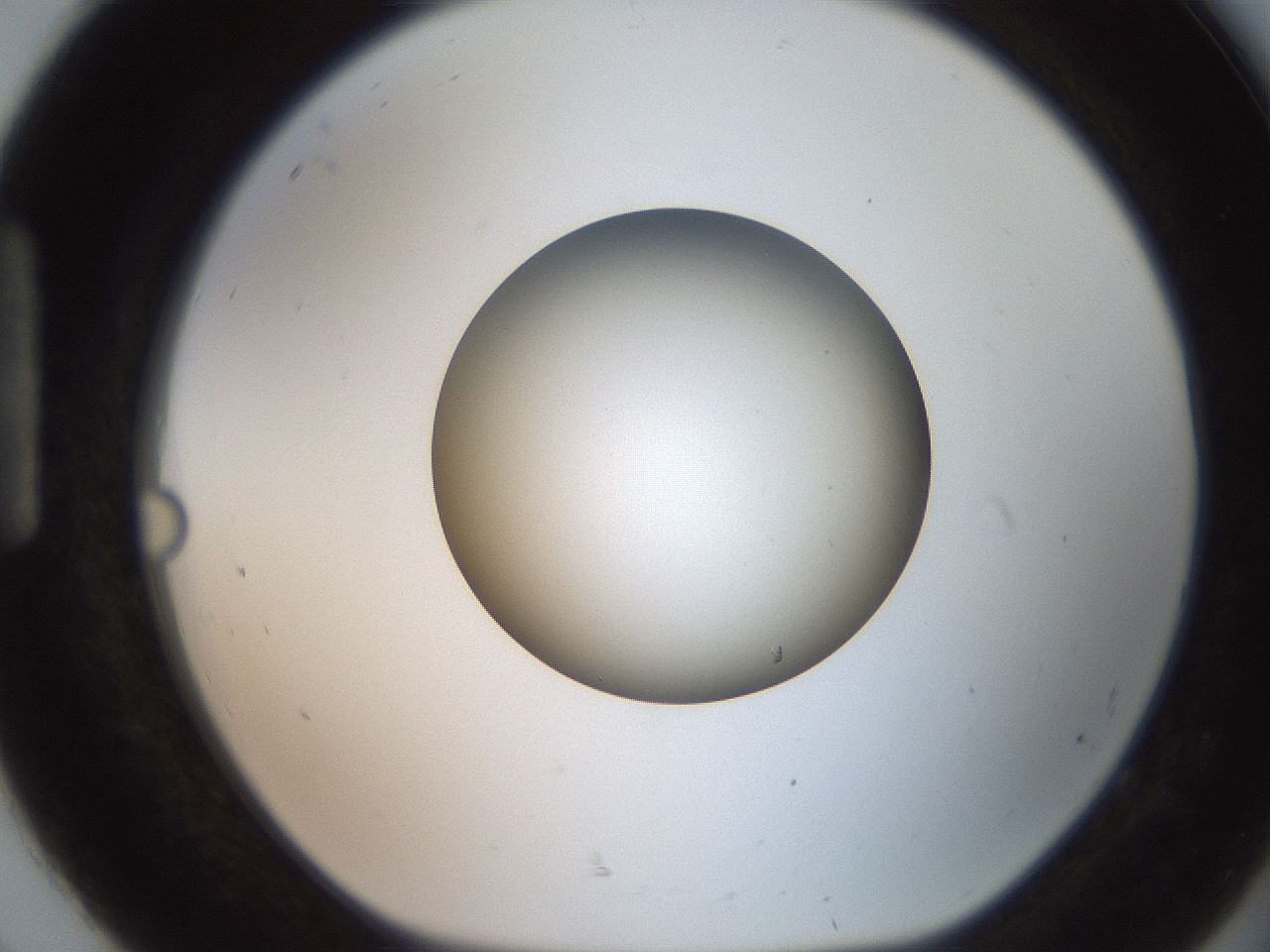 folderID258_plateID2258_batchID10333_wellNum92_profileID1_d1_r156984_ef.jpg
