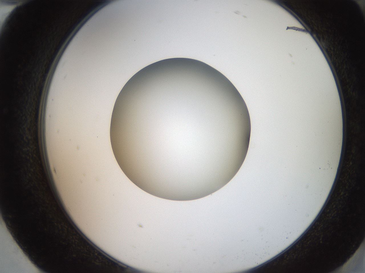 folderID258_plateID2258_batchID10333_wellNum94_profileID1_d2_r156989_ef.jpg