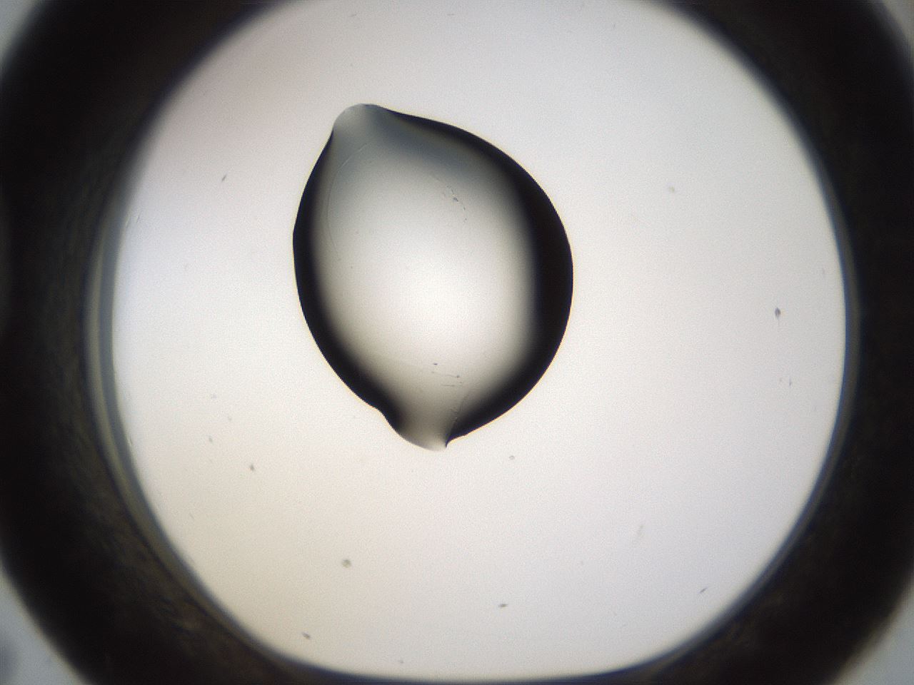 folderID259_plateID1259_batchID4130_wellNum43_profileID1_d1_r72802_ef.jpg