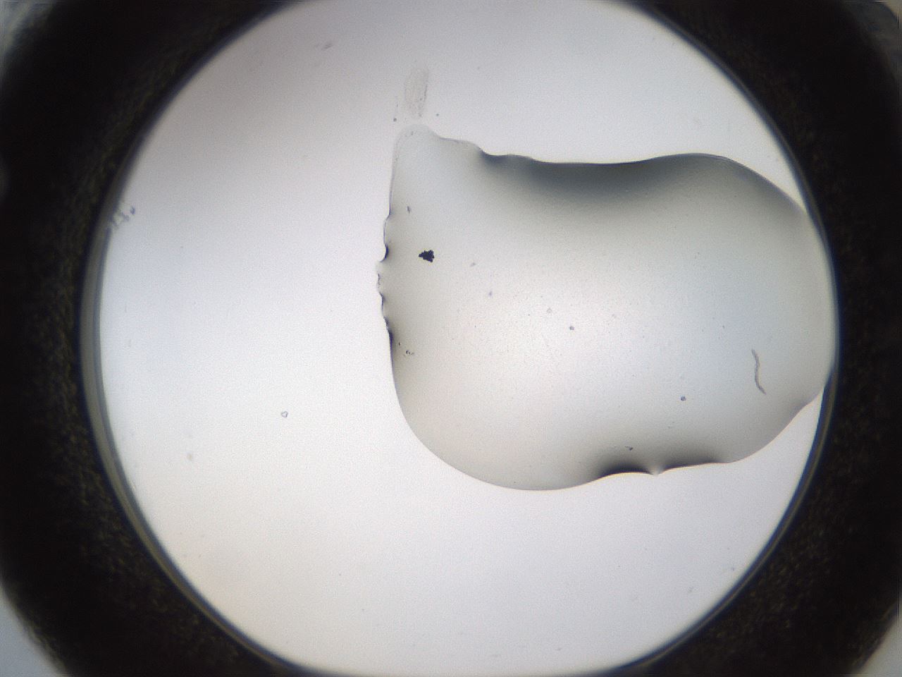 folderID259_plateID1259_batchID4130_wellNum61_profileID1_d1_r72820_ef.jpg