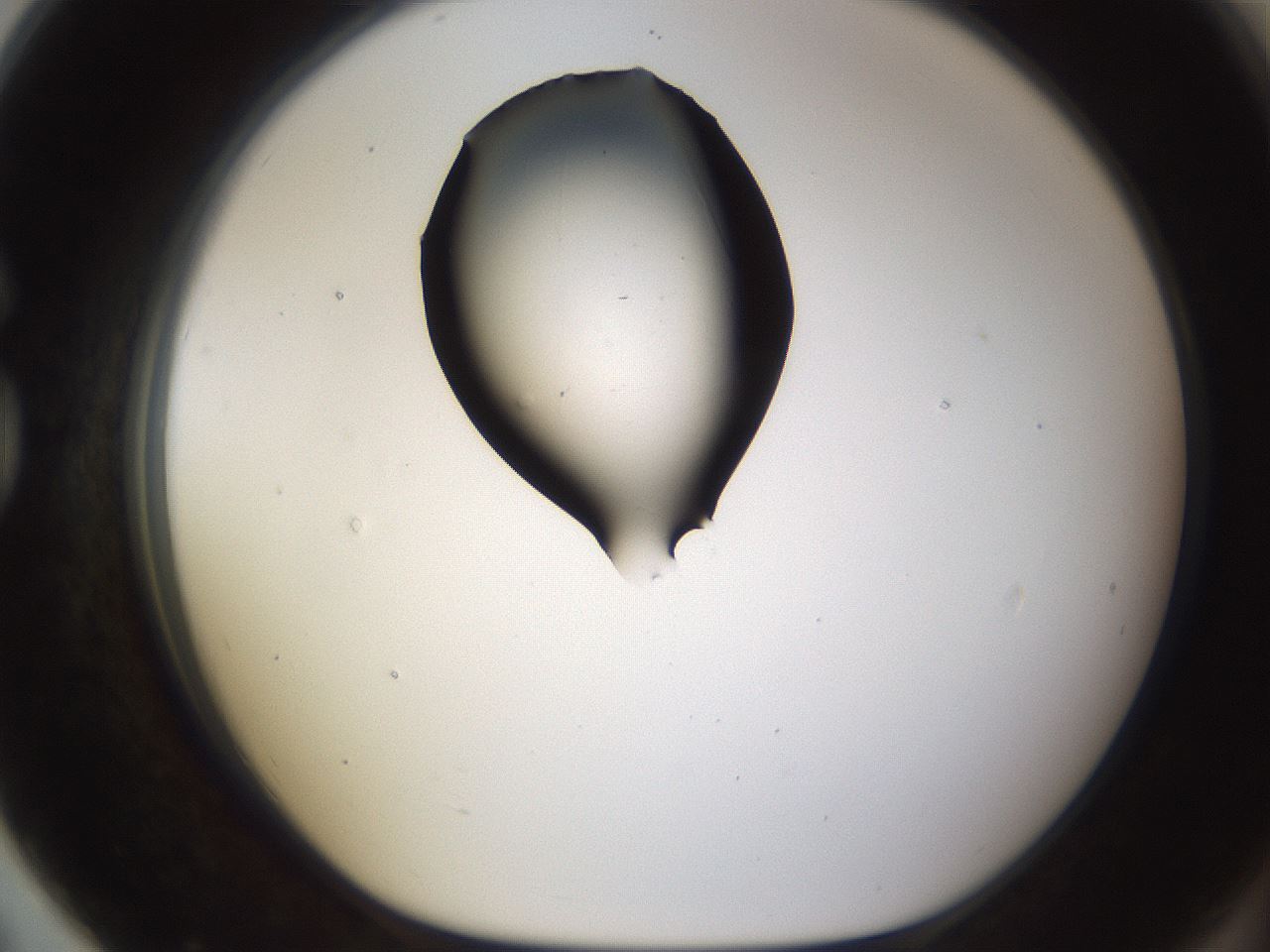 folderID259_plateID1259_batchID4130_wellNum79_profileID1_d1_r72838_ef.jpg