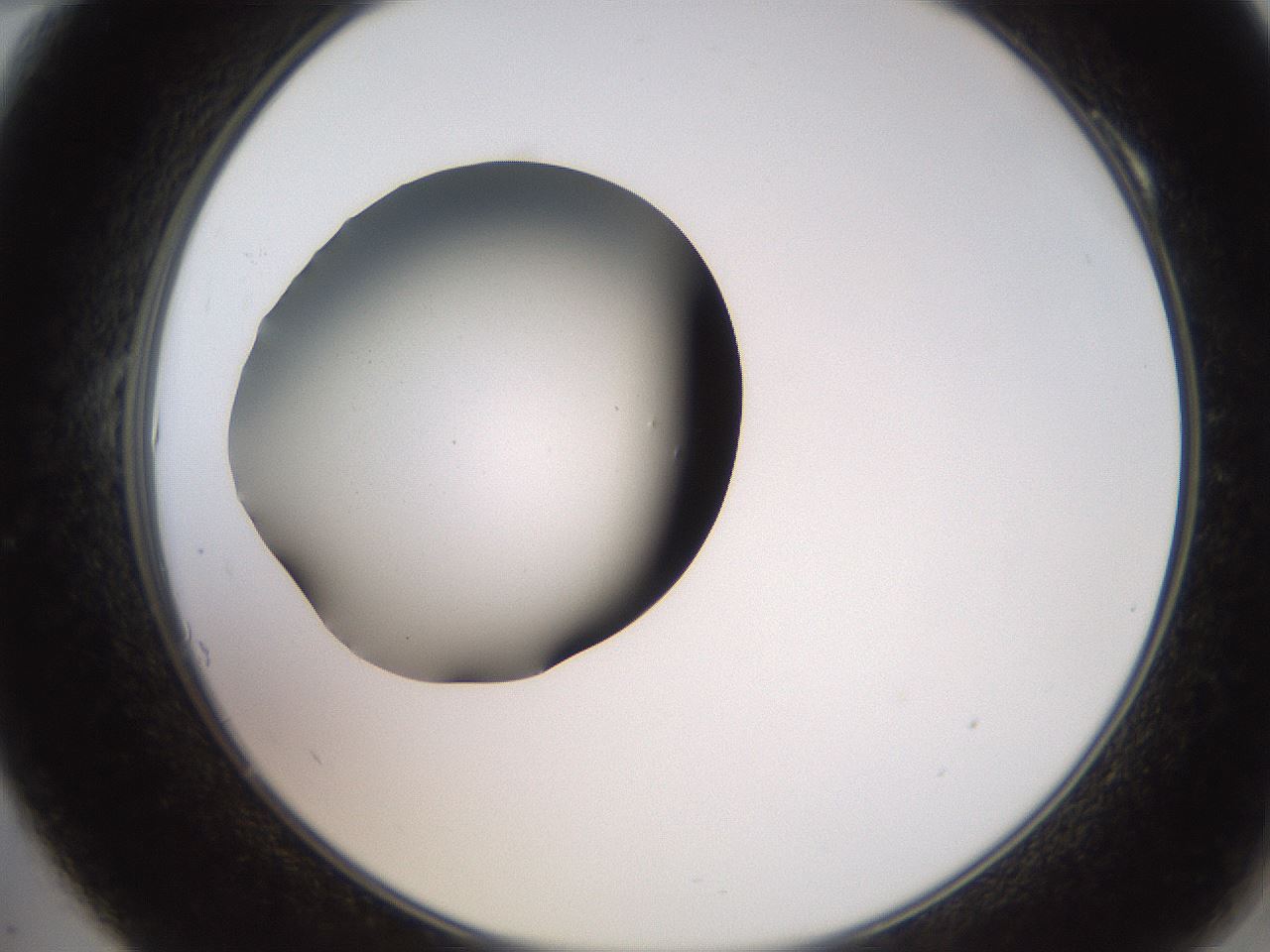 folderID259_plateID2259_batchID10335_wellNum10_profileID1_d2_r157205_ef.jpg