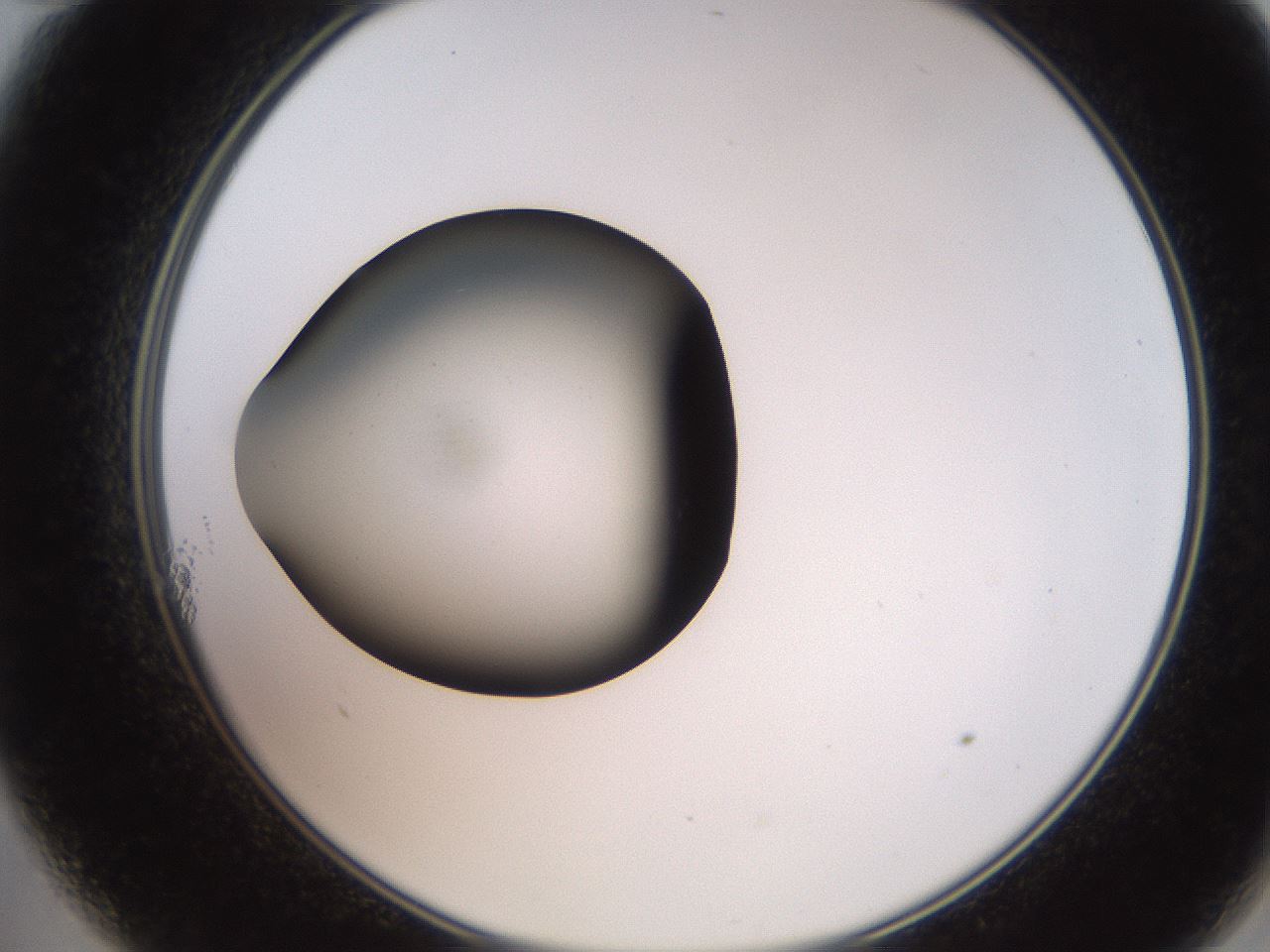folderID259_plateID2259_batchID10335_wellNum11_profileID1_d2_r157207_ef.jpg