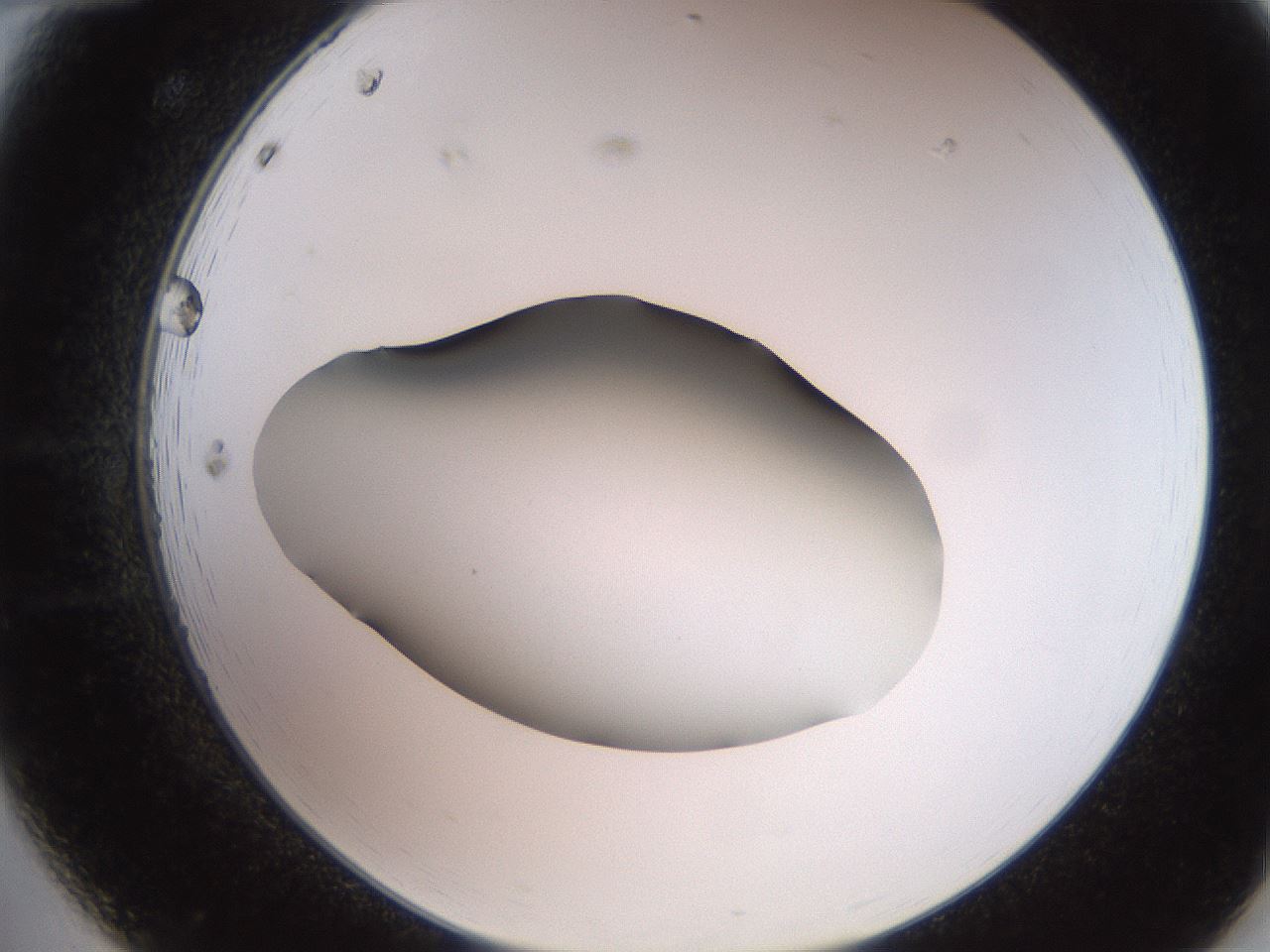 folderID259_plateID2259_batchID10335_wellNum12_profileID1_d2_r157209_ef.jpg