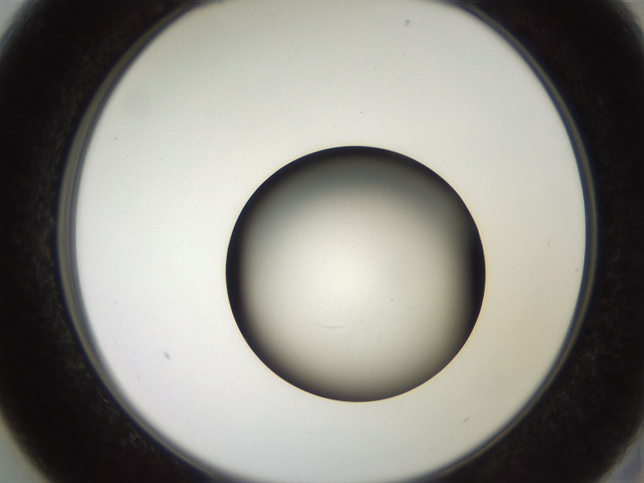 folderID259_plateID2259_batchID10335_wellNum13_profileID1_d2_r157211_ef.jpg