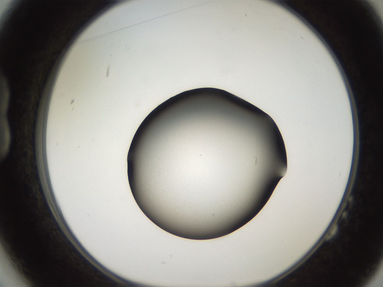 folderID259_plateID2259_batchID10335_wellNum14_profileID1_d1_r157212_ef.jpg
