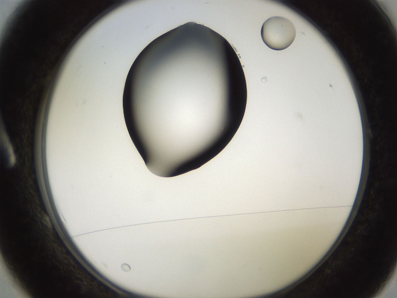 folderID259_plateID2259_batchID10335_wellNum1_profileID1_d1_r157186_ef.jpg