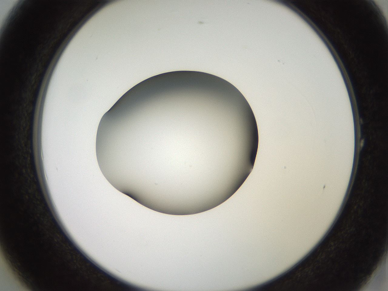 folderID259_plateID2259_batchID10335_wellNum1_profileID1_d2_r157187_ef.jpg
