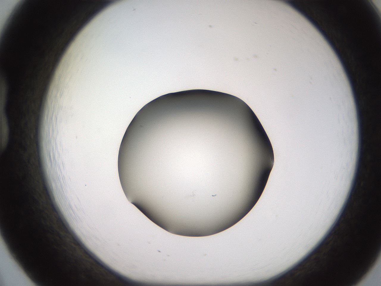 folderID259_plateID2259_batchID10335_wellNum20_profileID1_d1_r157224_ef.jpg