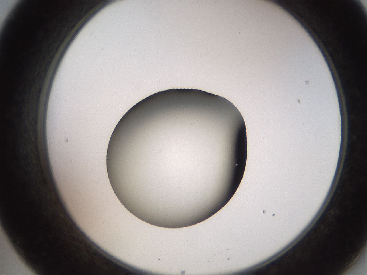 folderID259_plateID2259_batchID10335_wellNum20_profileID1_d2_r157225_ef.jpg