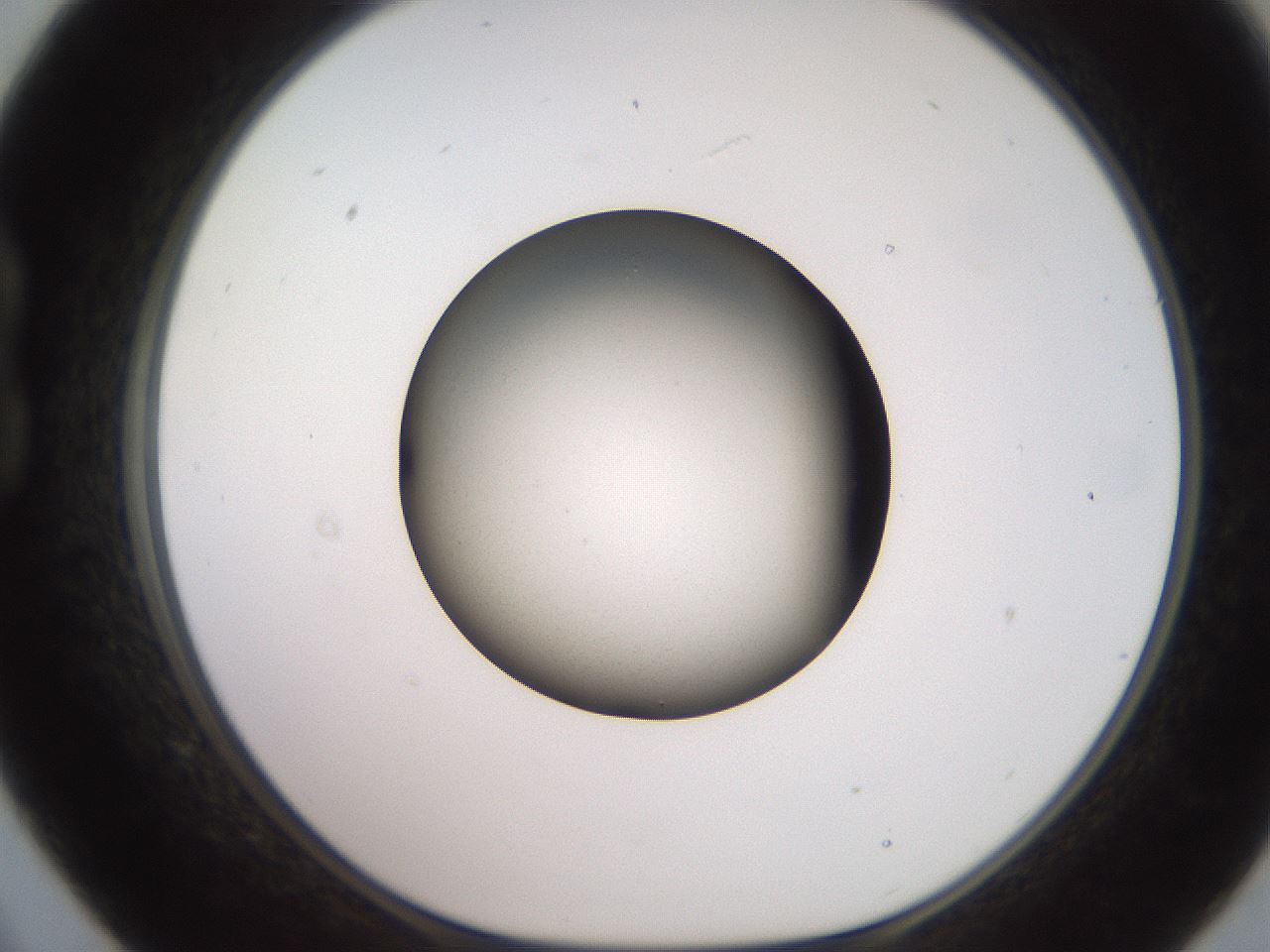 folderID259_plateID2259_batchID10335_wellNum21_profileID1_d1_r157226_ef.jpg