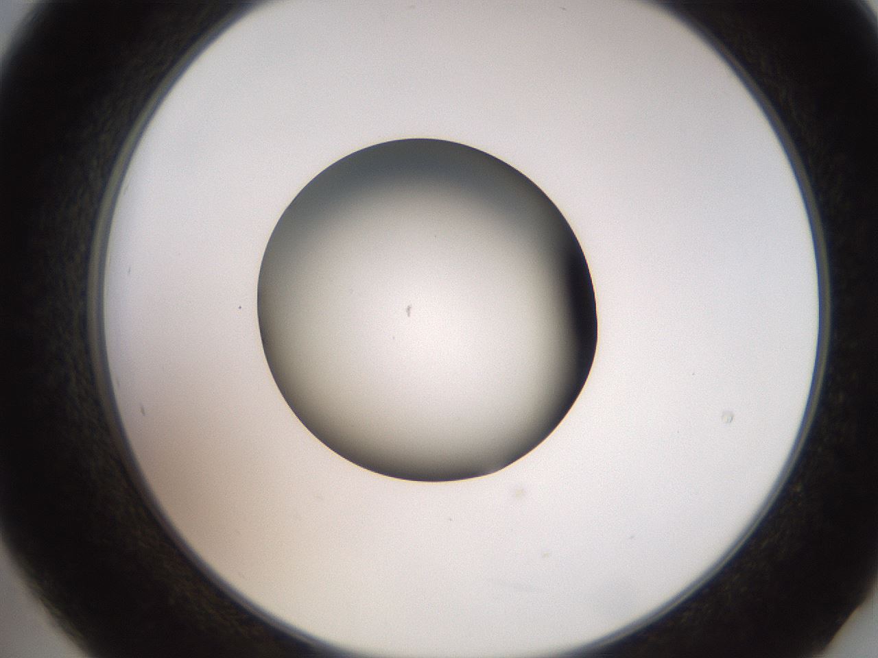folderID259_plateID2259_batchID10335_wellNum21_profileID1_d2_r157227_ef.jpg