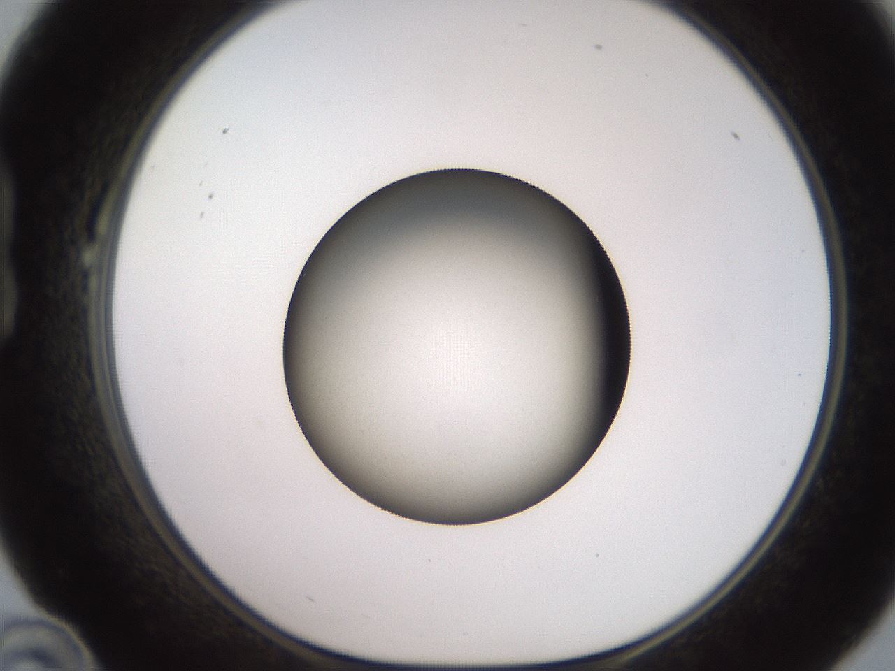 folderID259_plateID2259_batchID10335_wellNum22_profileID1_d1_r157228_ef.jpg