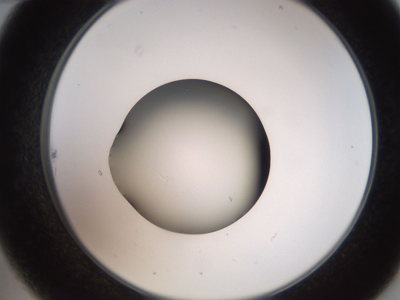 folderID259_plateID2259_batchID10335_wellNum22_profileID1_d2_r157229_ef.jpg