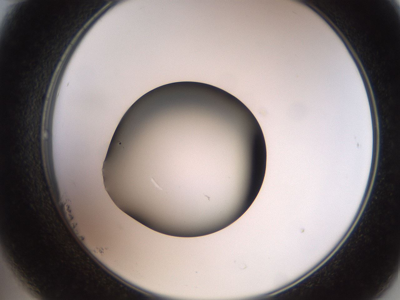 folderID259_plateID2259_batchID10335_wellNum23_profileID1_d2_r157231_ef.jpg