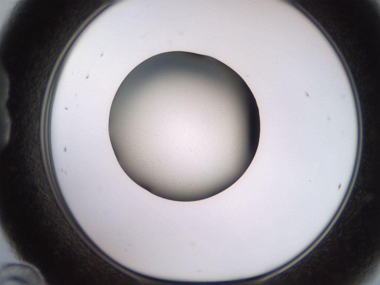 folderID259_plateID2259_batchID10335_wellNum24_profileID1_d1_r157232_ef.jpg