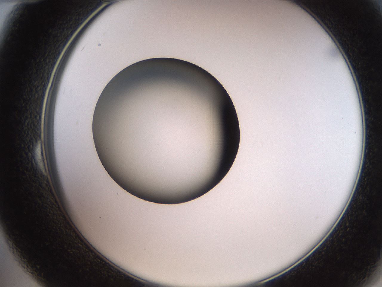 folderID259_plateID2259_batchID10335_wellNum24_profileID1_d2_r157233_ef.jpg
