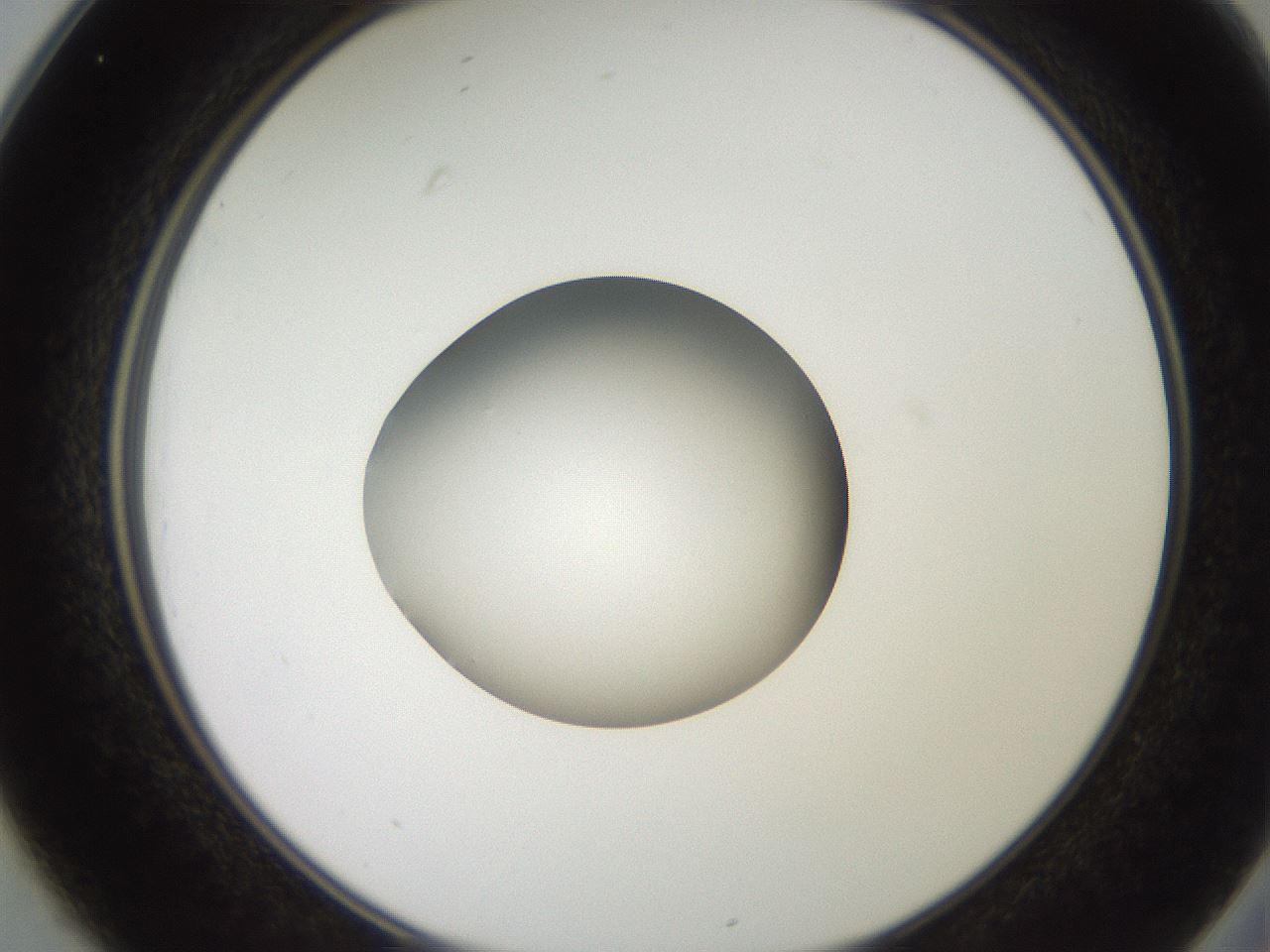 folderID259_plateID2259_batchID10335_wellNum25_profileID1_d2_r157235_ef.jpg