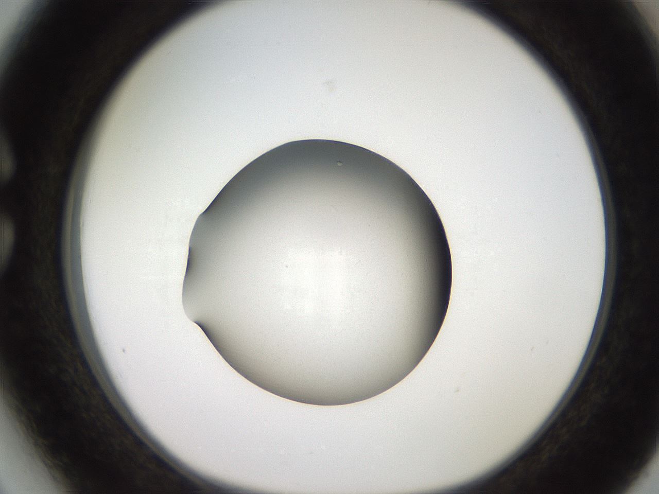 folderID259_plateID2259_batchID10335_wellNum27_profileID1_d1_r157238_ef.jpg